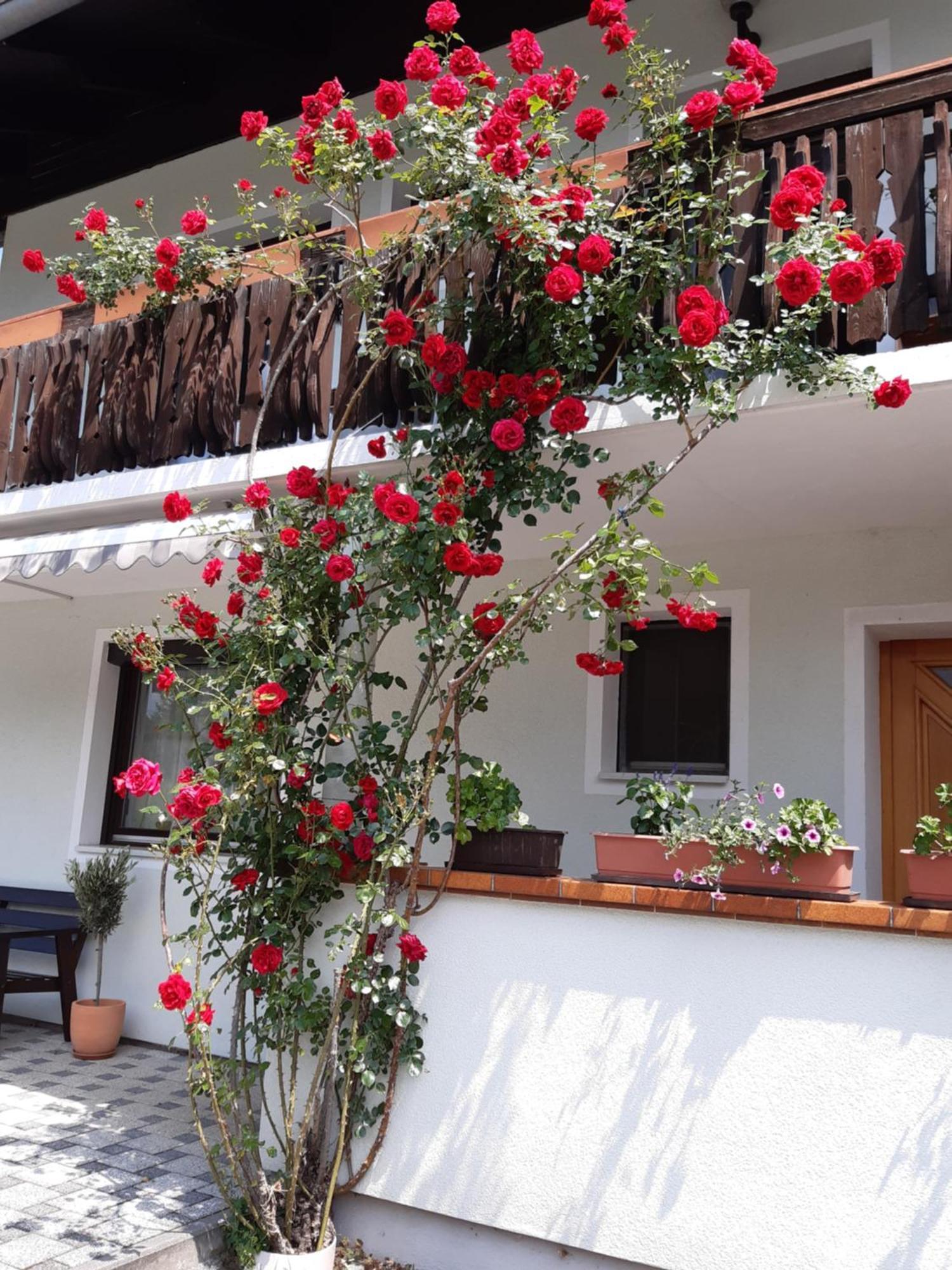 Pension Stausee Sankt Jakob im Rosental Exterior photo